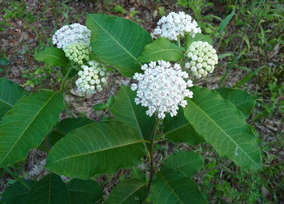 {Asclepias variegata}